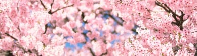 kirsebaerblomster kirsebaerblomster