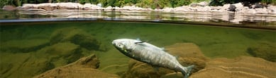 doedfisk doedfisk